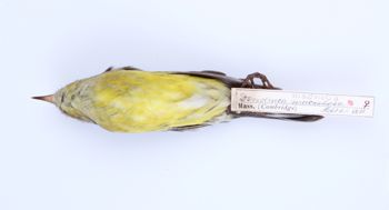 Media type: image;   Ornithology 272190 Description: Dendroica magnolia;  Aspect: ventral